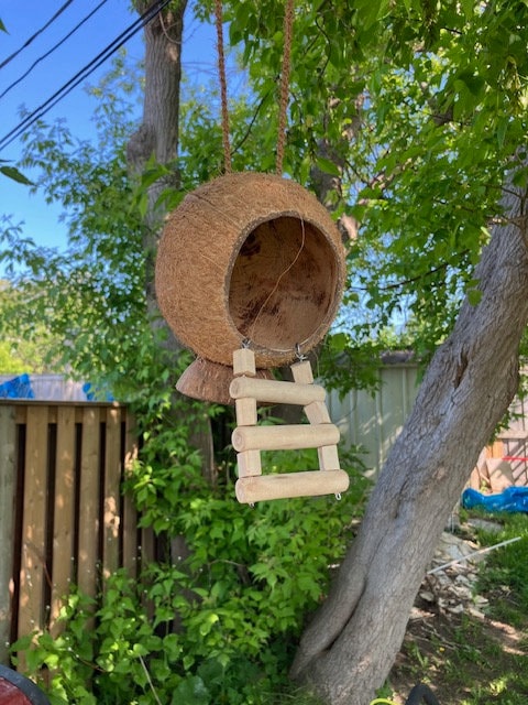 Natural Coconut Shell Pet Hideaway: Eco-Friendly Shelter for Happy Pets, Bird Feeder, Garden Ornament Free Shipping in Canada