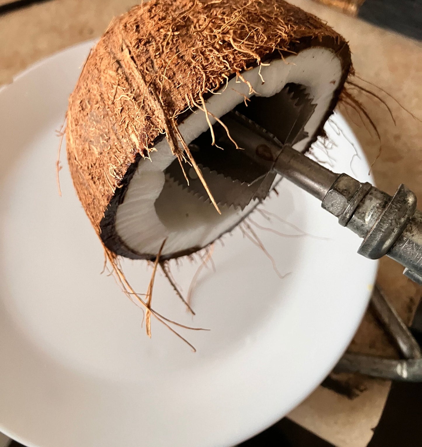 2 Fresh Coconuts Perfect for Sri Lankan cooking Shipped from Canada