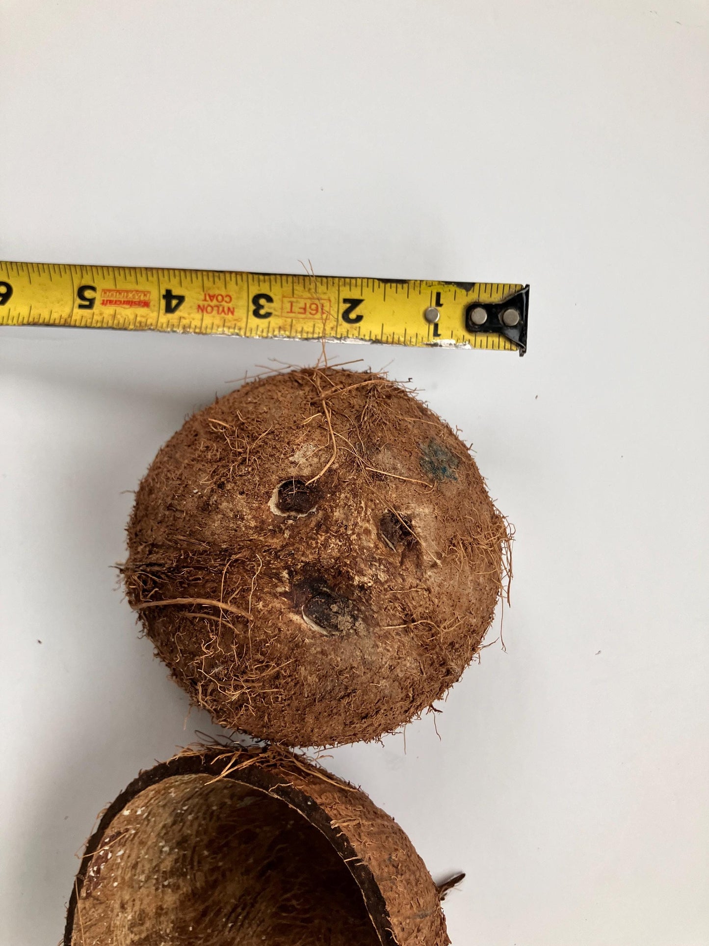 Coconut Shell Half ,Natural With Fiber, For Handicrafts ,Tropical Decoration Coconut Shell Half Shipped from Canada World Wide