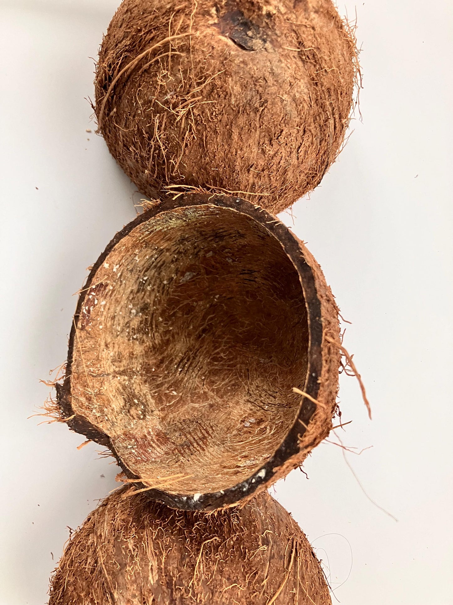 Coconut Shell Half ,Natural With Fiber, For Handicrafts ,Tropical Decoration Coconut Shell Half Shipped from Canada World Wide