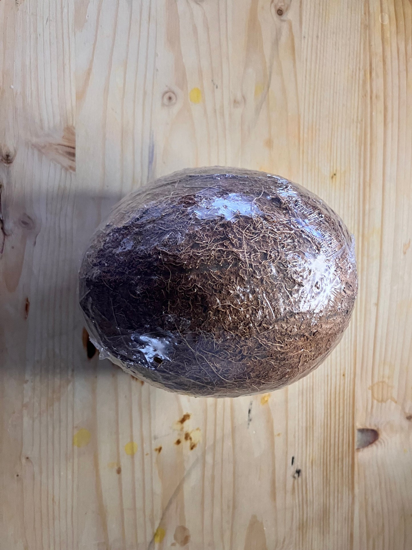 2 Fresh Coconuts Perfect for Sri Lankan cooking Shipped from Canada