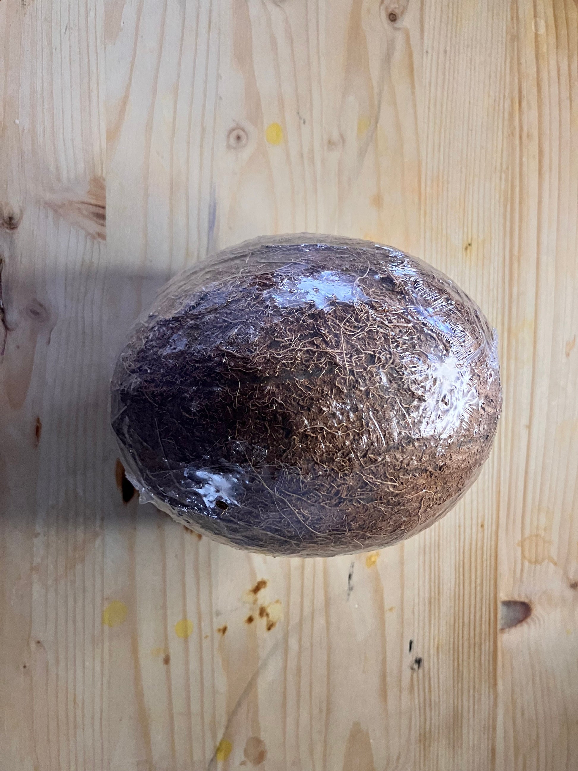 2 Fresh Coconuts Perfect for Sri Lankan cooking Shipped from Canada