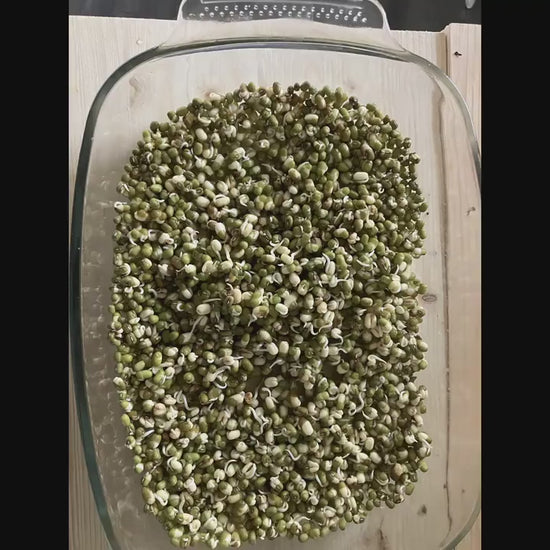 Unlocking the Health Benefits of Mung Beans 500 Grams Free Shipping from Canada