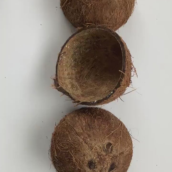 Coconut Shell Half ,Natural With Fiber, For Handicrafts ,Tropical Decoration Coconut Shell Half Shipped from Canada World Wide