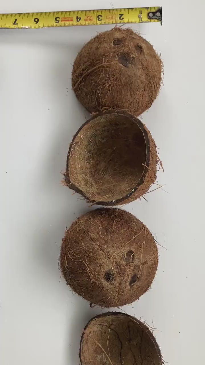 Coconut Shell Half ,Natural With Fiber, For Handicrafts ,Tropical Decoration Coconut Shell Half Shipped from Canada World Wide