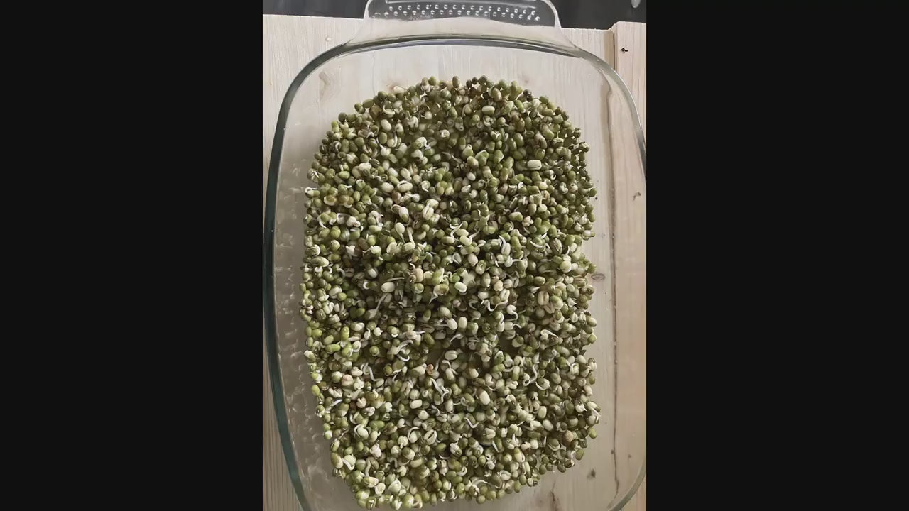 Unlocking the Health Benefits of Mung Beans 500 Grams  Shipped from Canada